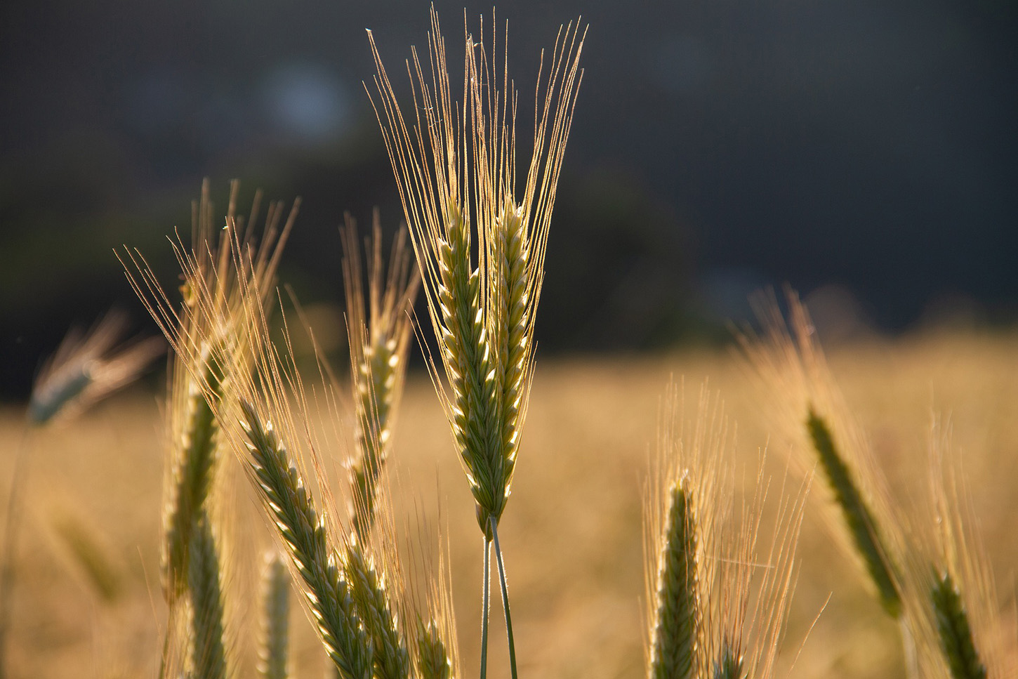 Getreide Feld - Die Herkunft